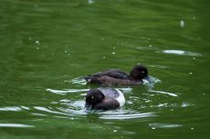 Reiherente (10 von 12).jpg